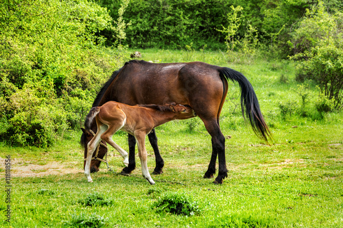 Domestic horse grazing in a mountain valley in the pasture on a