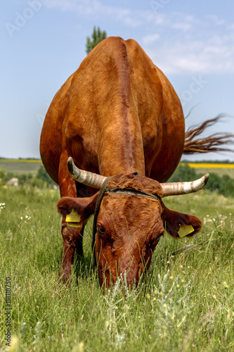 Portrait of a beautiful adult cows that grazed on a summer pastu photo