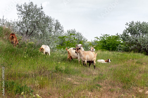 Herd of goats grazing livestock farms in the steppe meadow and l