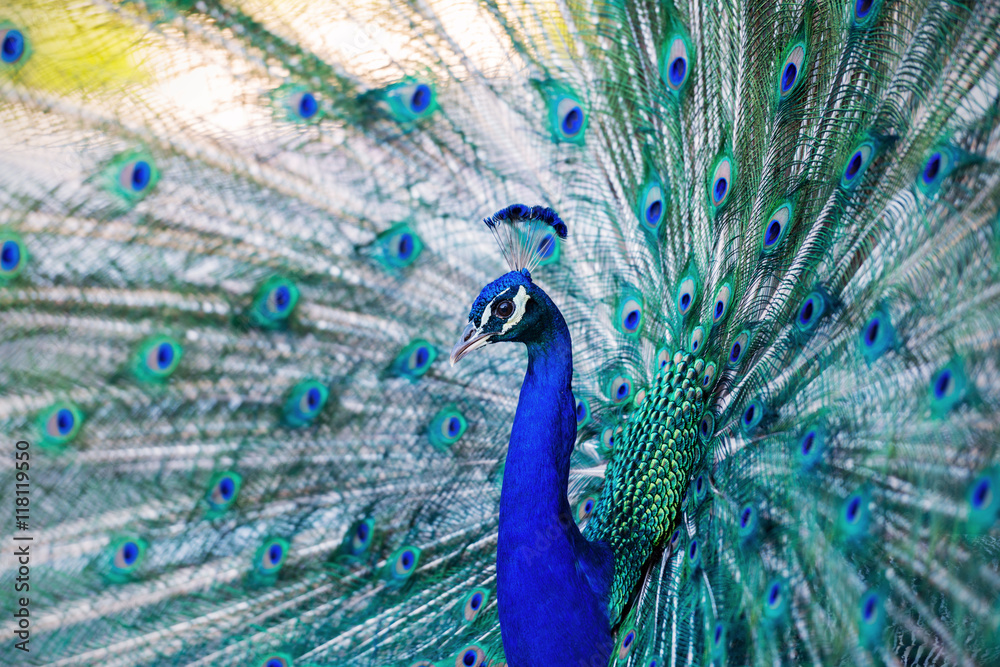 Naklejka premium Beautiful blue peacock in a public park in Madrid