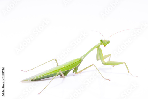 Green mantis isolated on a white background 