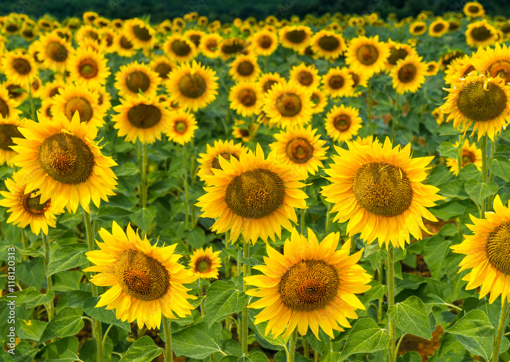 Field of blooming sunflowers on a background sky