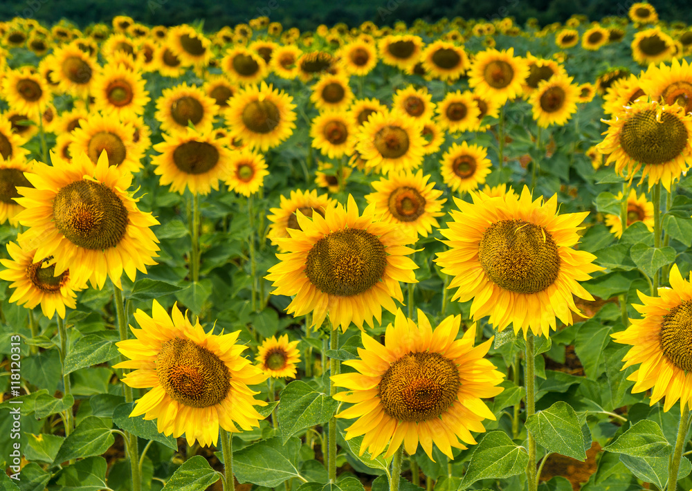 Field of blooming sunflowers on a background sky Field of blooming sunflowers on a background sky