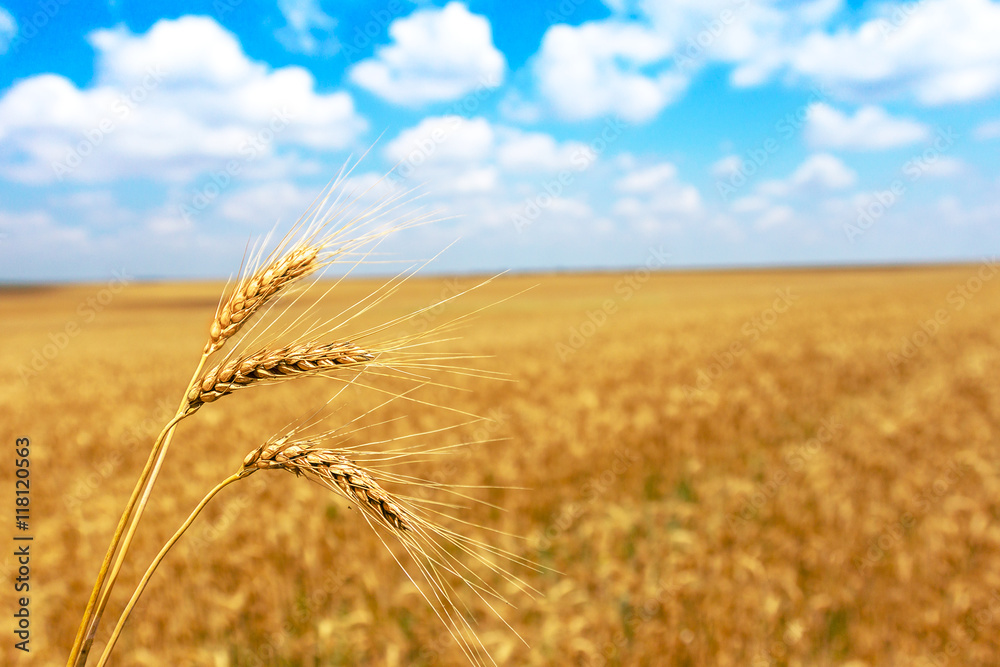 Farm ripe yellow wheat field ready for harvest. Beautiful autumn Farm ripe yellow wheat field ready for harvest. Beautiful autumn