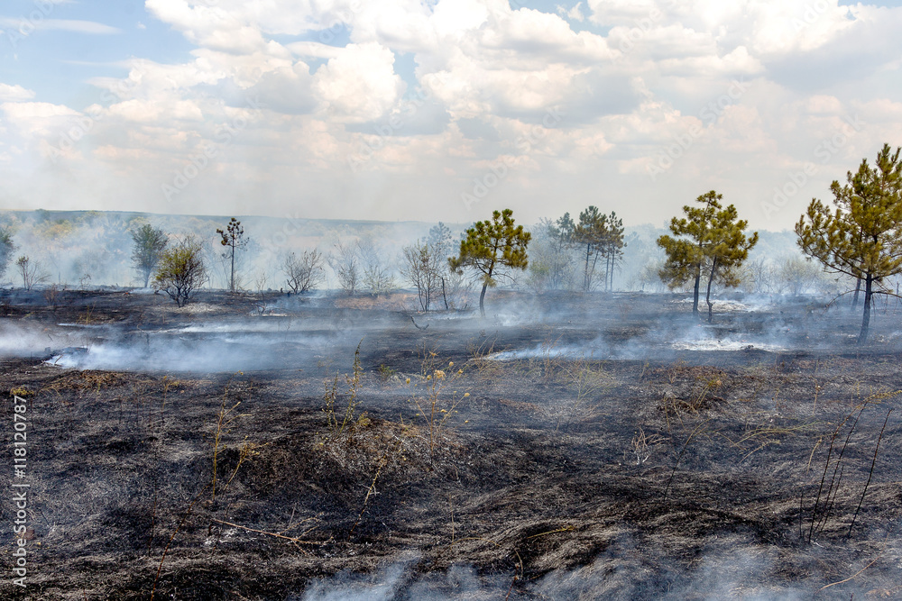 Forest fires and wind dry completely destroy the forest and step Forest fires and wind dry completely destroy the forest and step