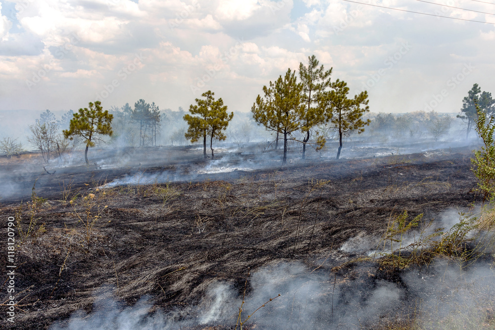 Forest fires and wind dry completely destroy the forest and step Forest fires and wind dry completely destroy the forest and step
