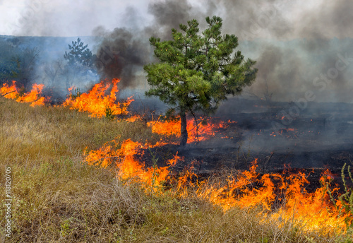 Forest fires and wind dry completely destroy the forest and step © Aleksandr Lesik