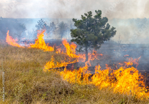  Severe drought. Forest fires in the dry wind completely destro © Aleksandr Lesik