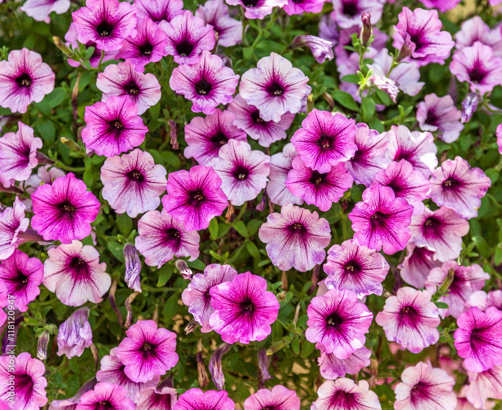 big beautiful flower petunia bush closeup big beautiful flower petunia bush closeup