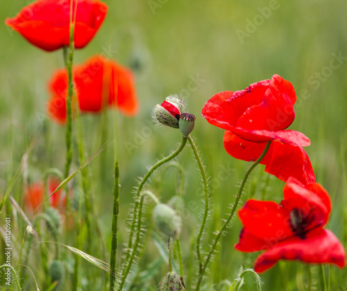 Blooming flowers and flower buds of red poppy on background mead