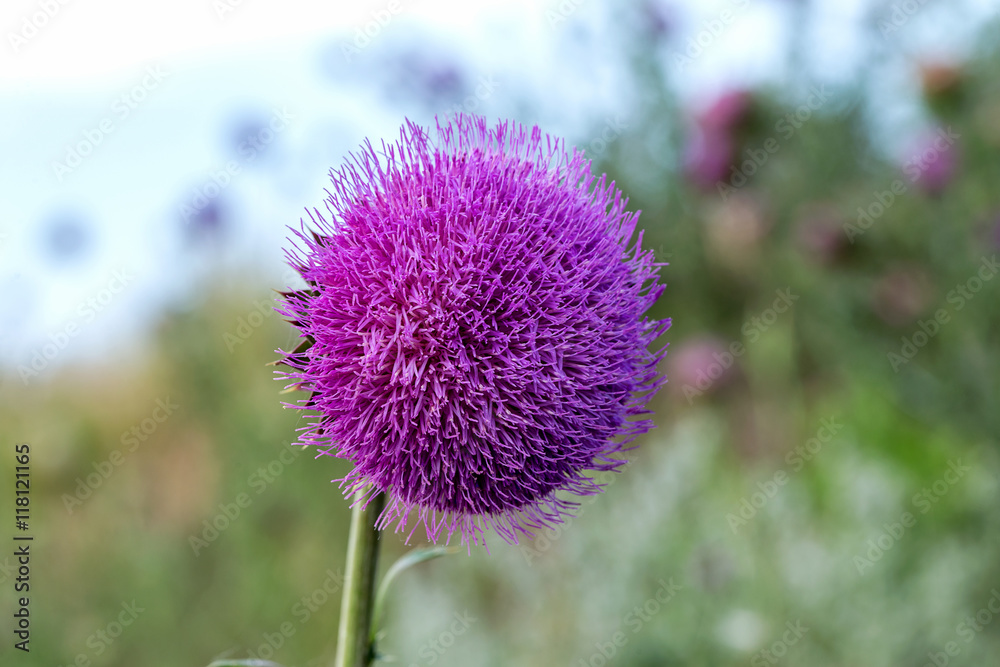 The flower head thistle Milk Thistle in full splendor. Medicinal The flower head thistle Milk Thistle in full splendor. Medicinal
