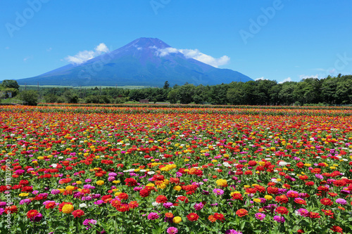 花の都公園 百日草と富士山