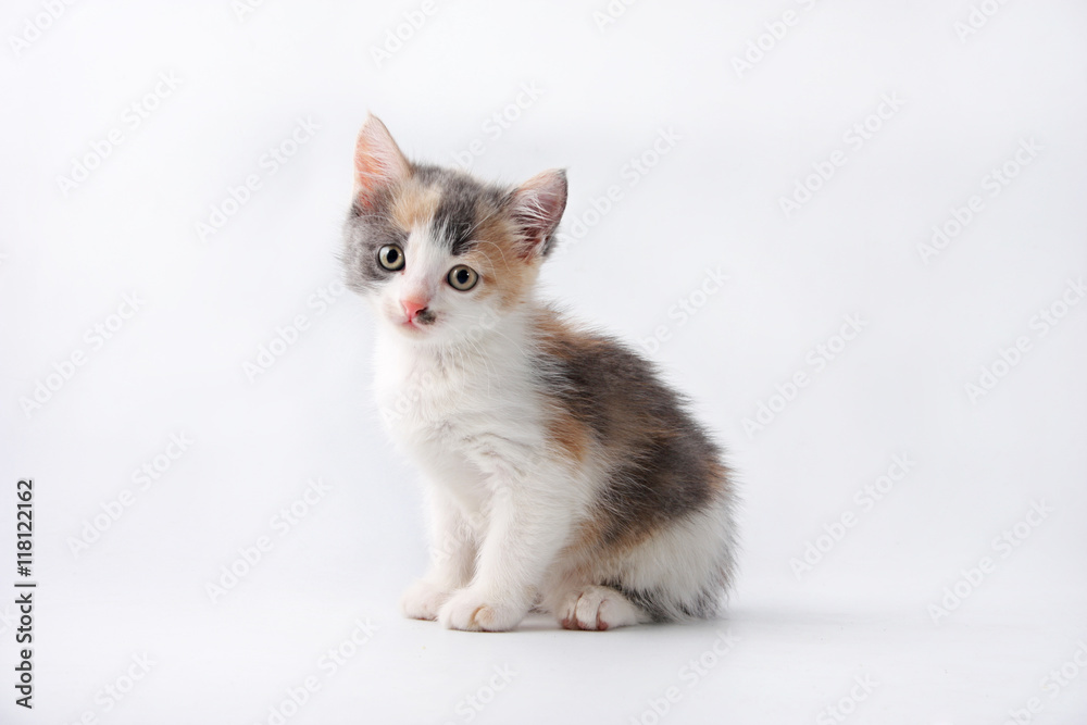 Little kitten isolated on white background. Tabby cat baby