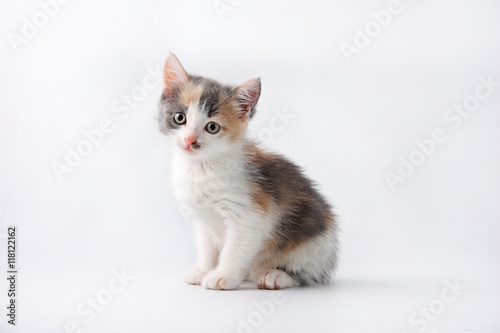 Little kitten isolated on white background. Tabby cat baby © makam1969