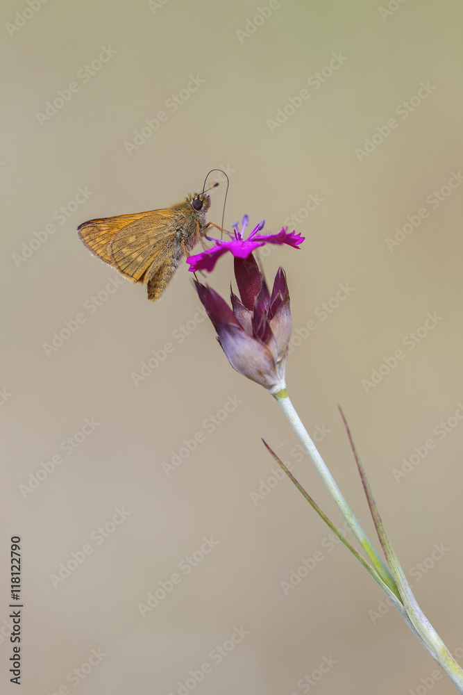 Fototapeta premium Dickkopffalter auf einer Kartäusernelke - Makroaufnahme
