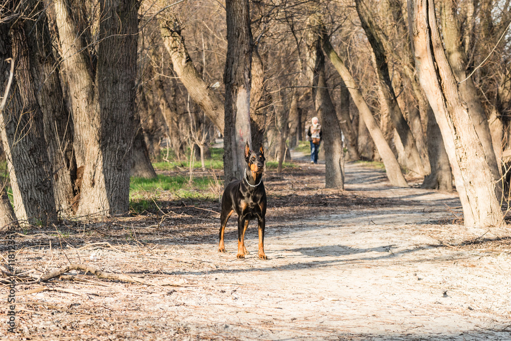 Naklejka premium Doberman a walk