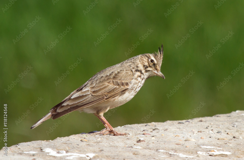 Crested lark (Galerida cristata) on the stone Crested lark (Galerida cristata) on the stone