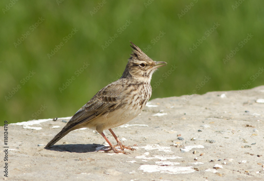 Crested lark (Galerida cristata) on the stone Crested lark (Galerida cristata) on the stone