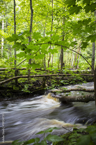 River in the forest