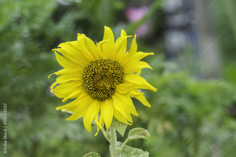 Fototapeta premium Bright yellow sunflowers