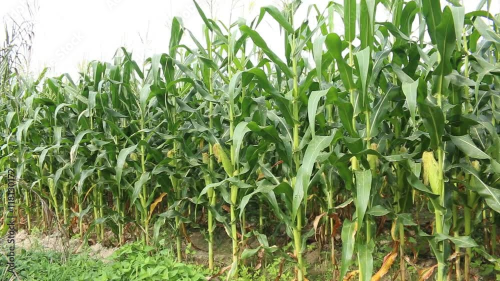 Green corn field Green corn field