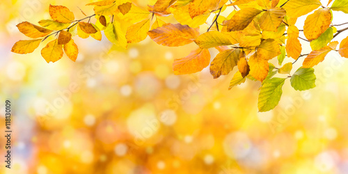 Nature autumn background