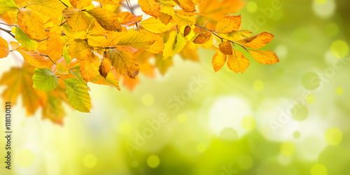 Nature autumn background
