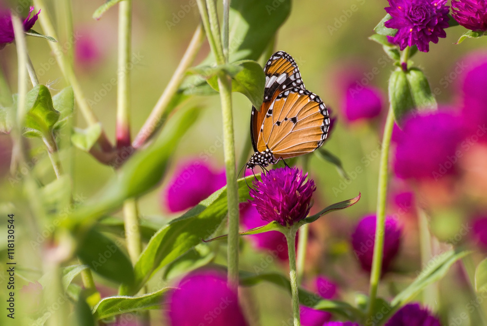 Naklejka premium Butterfly perched on pink flower