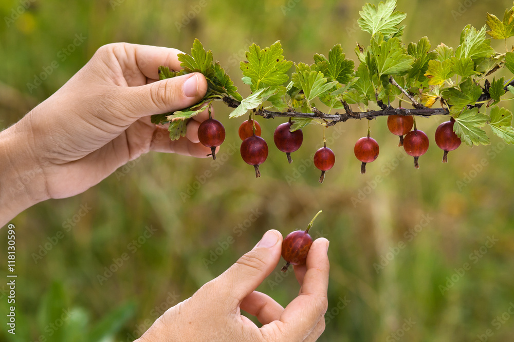 hands picking berries of gooseberry hands picking berries of gooseberry