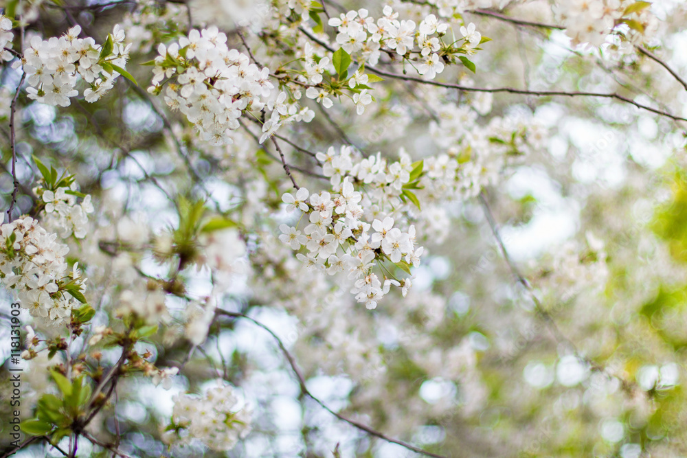 flowers cherry branches