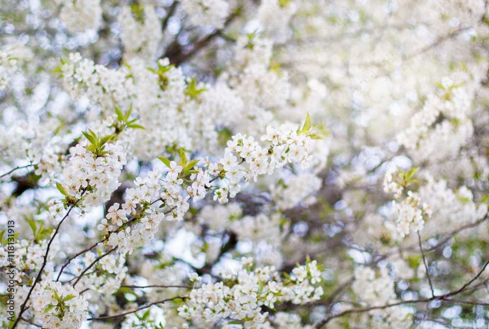 flowers cherry tree flowers cherry tree