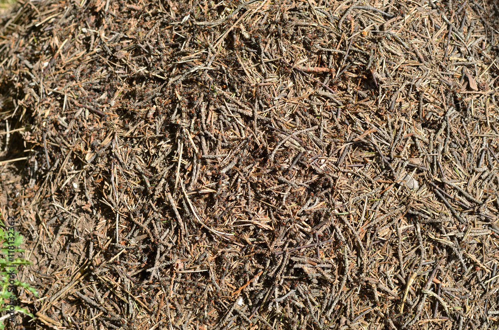 Closeup of an anthill with lot of big bustle ants Closeup of an anthill with lot of big bustle ants