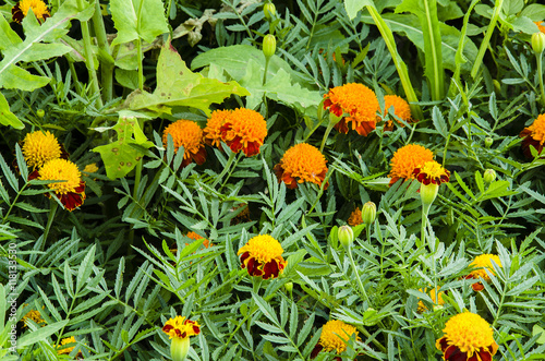 marigolds