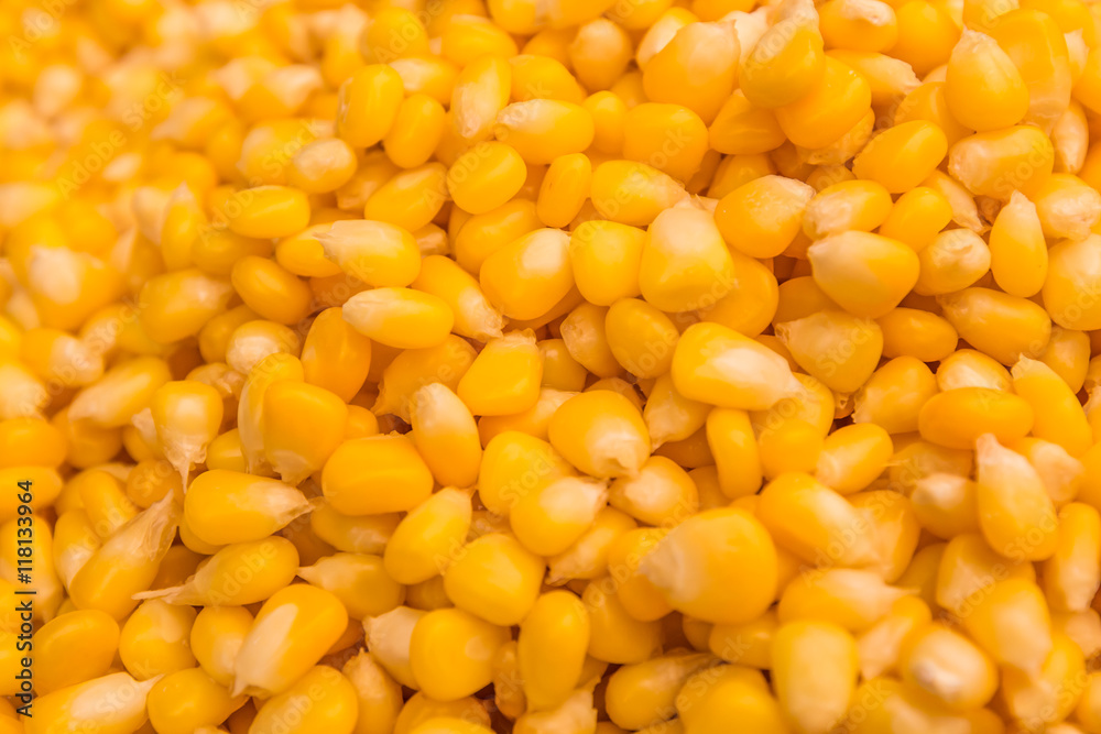 Background of bulk of yellow corn grains Background of bulk of yellow corn grains