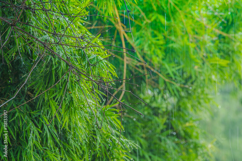 be fresh green Bamboo leaves on a rainy day