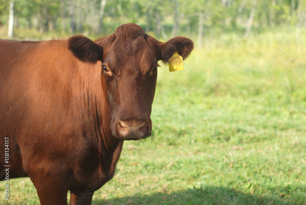brown cow on green field, country scene
