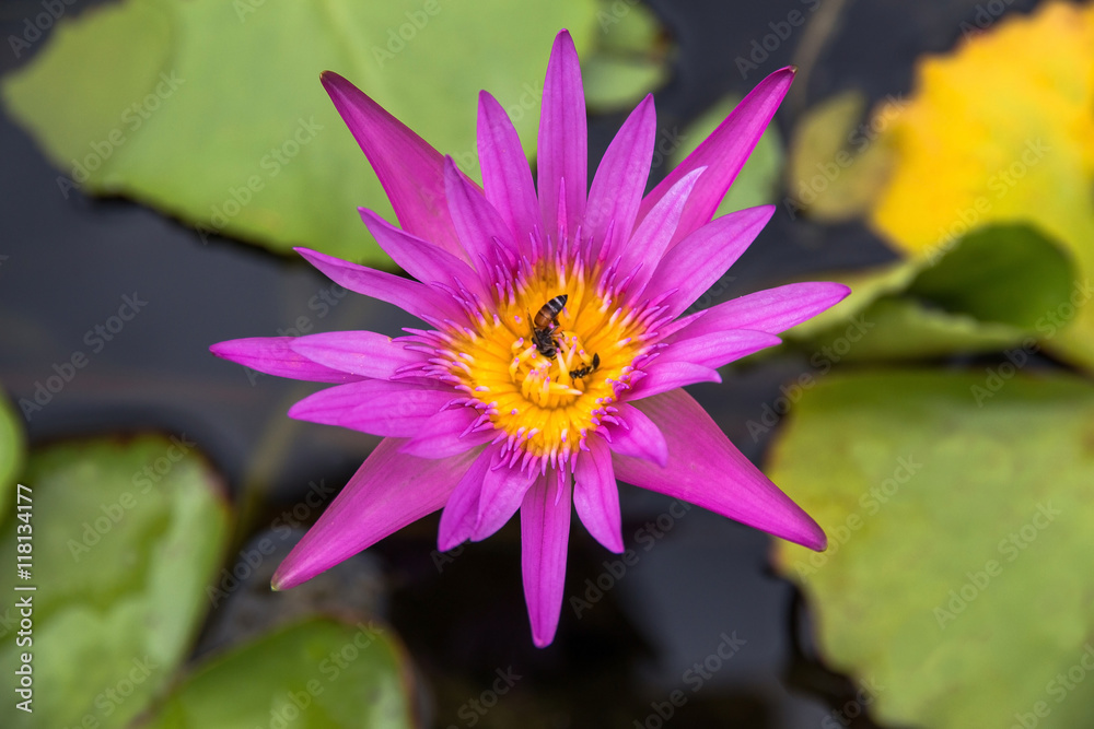 Pink lotus Water lily with green leaves and bee Pink lotus Water lily with green leaves and bee