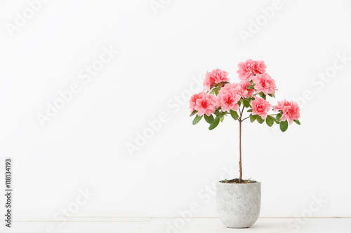 Pink azalea flower in a concrete pot