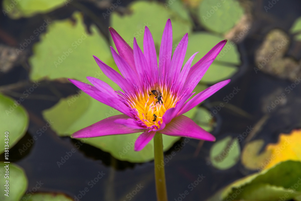 Pink lotus Water lily with green leaves and bee Pink lotus Water lily with green leaves and bee