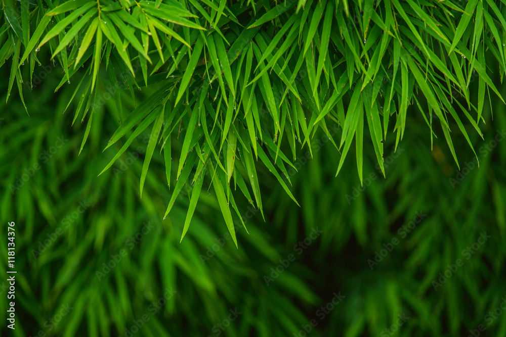 be fresh green Bamboo leaves after the rain be fresh green Bamboo leaves after the rain