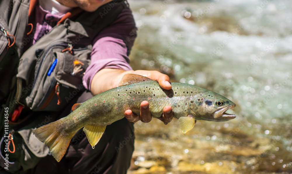 Obraz premium Fly fisherman holding brown trout