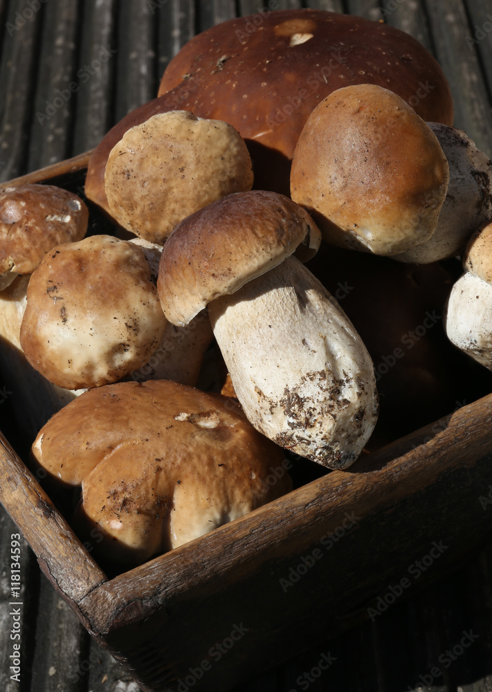 Portion Pilze Portion Pilze