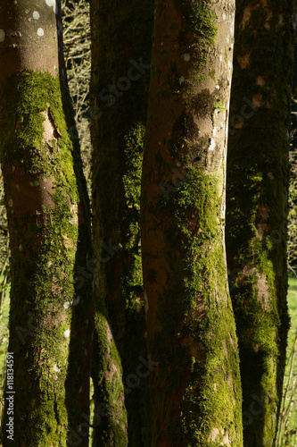 Beech tree trunks