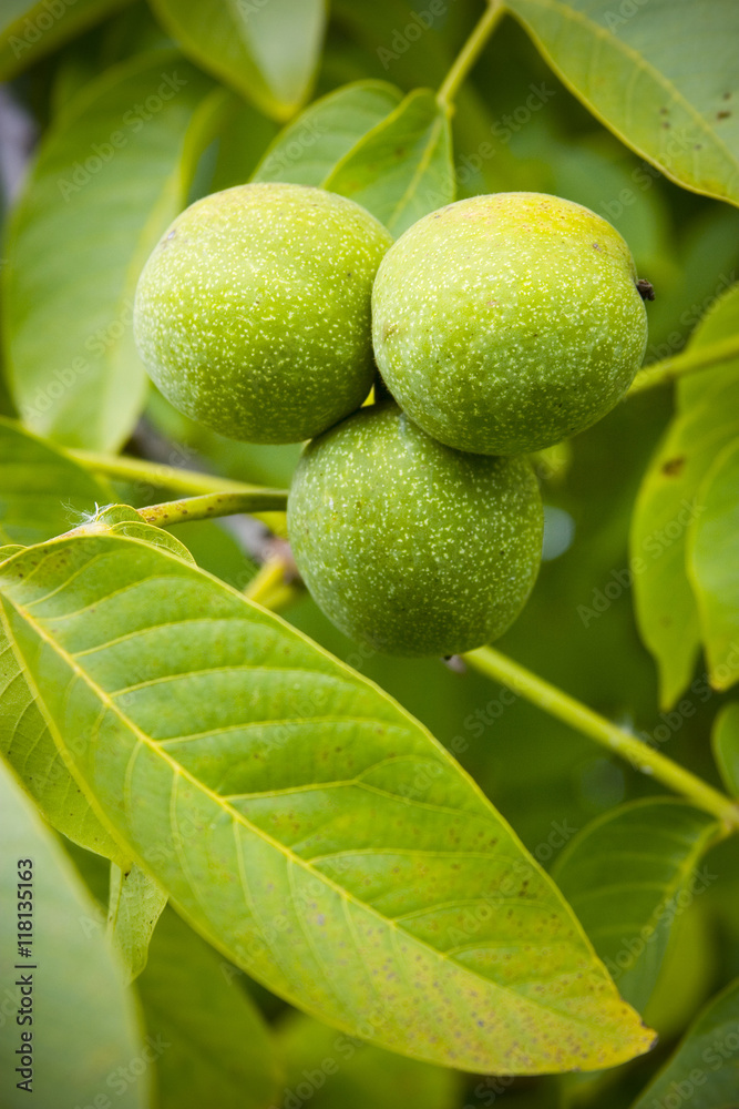 Green walnuts Green walnuts