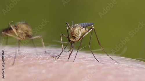 Close-up shot of a mosquito blood sucking on human skin
