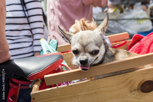 cute chihuahua dog in a box