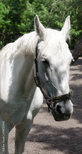 Head of a white horse on a background of trees. © corvalola