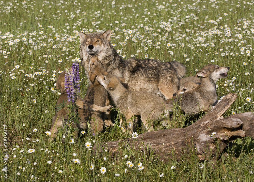 Naklejka premium Playful wolf puppies and mom