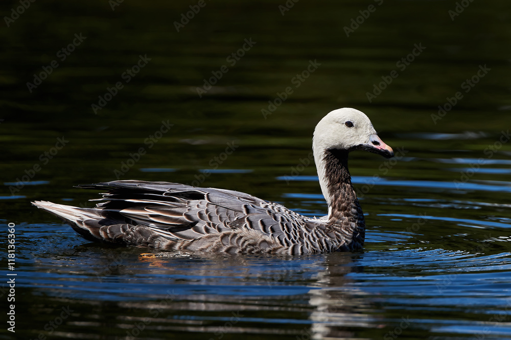 Fototapeta premium Emperor goose (Chen canagica)
