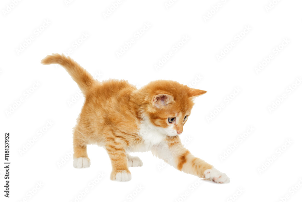 Obraz premium ginger tabby kitten
